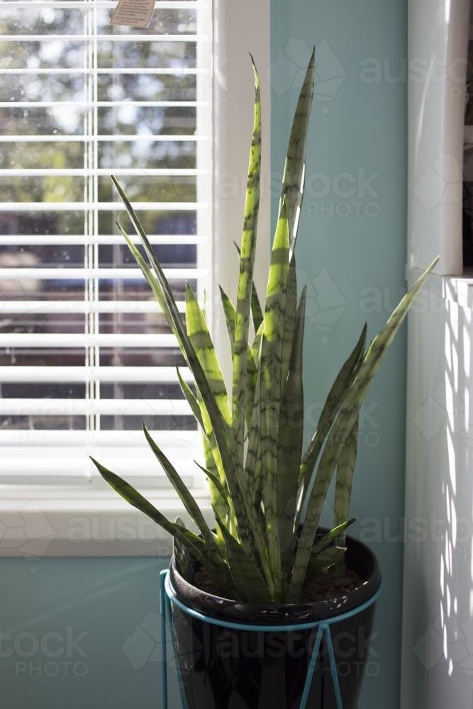 Indoor snake pot plant by window of home - Australian Stock Image