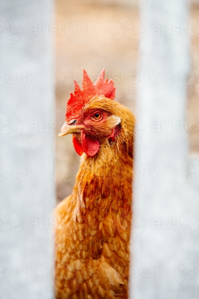 Inquisitive chicken looking through fence - Australian Stock Image