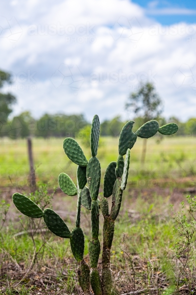 Invasive cactus amongst tall green grazing grass - Australian Stock Image