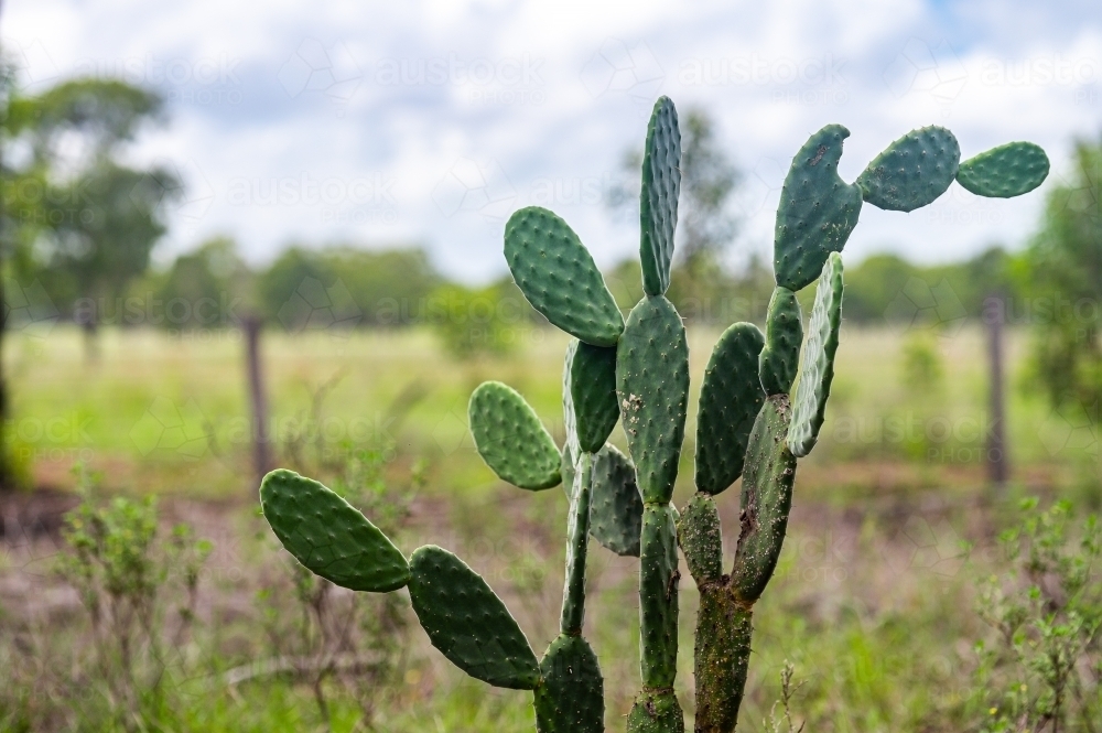 Invasive cactus amongst tall green grazing grass - Australian Stock Image