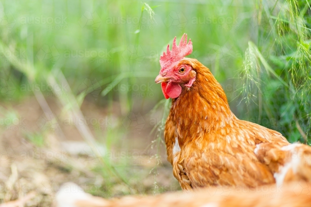 isa brown hen free ranging with green copy space - Australian Stock Image