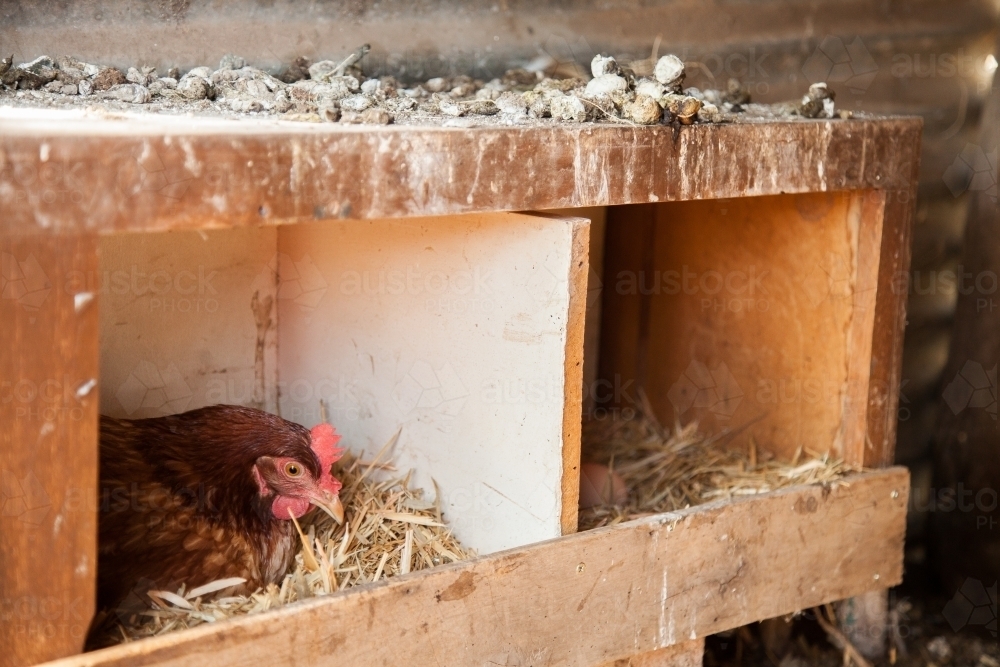 Isa Brown hen on eggs in nest box - Australian Stock Image