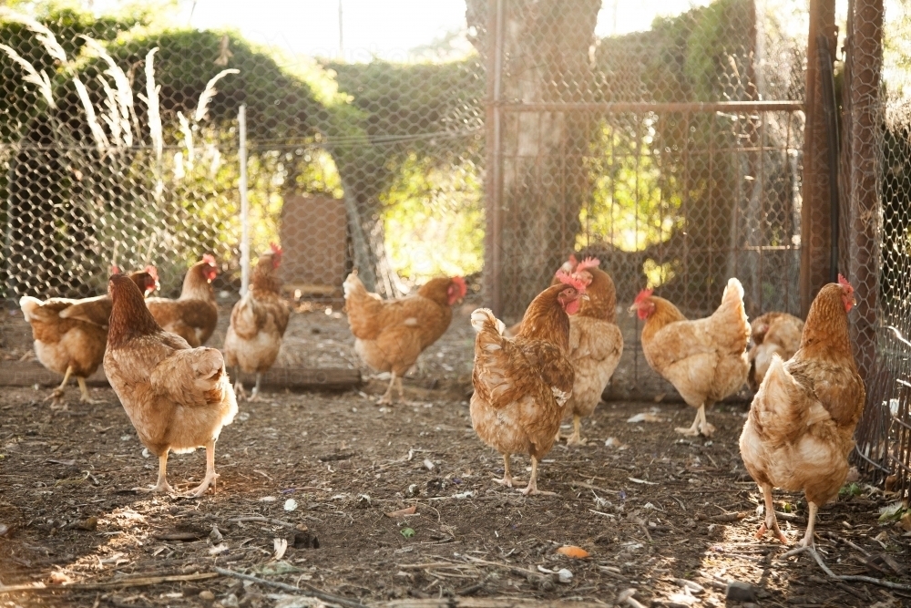 Isa brown hens in the chook yard on a farm - Australian Stock Image