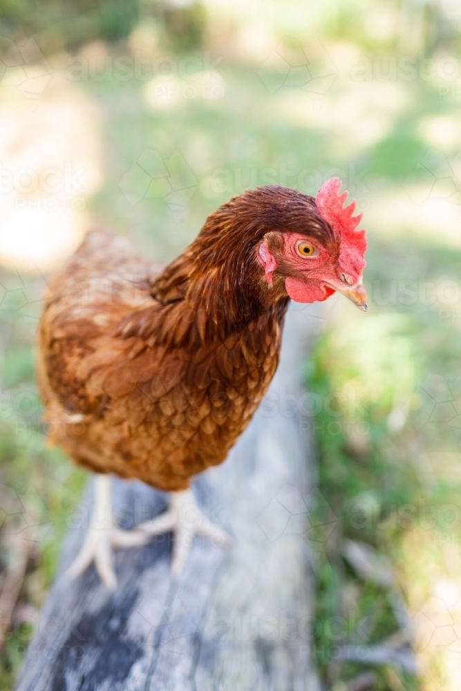 Isa Brown hens on log with green copy space behind - Australian Stock Image