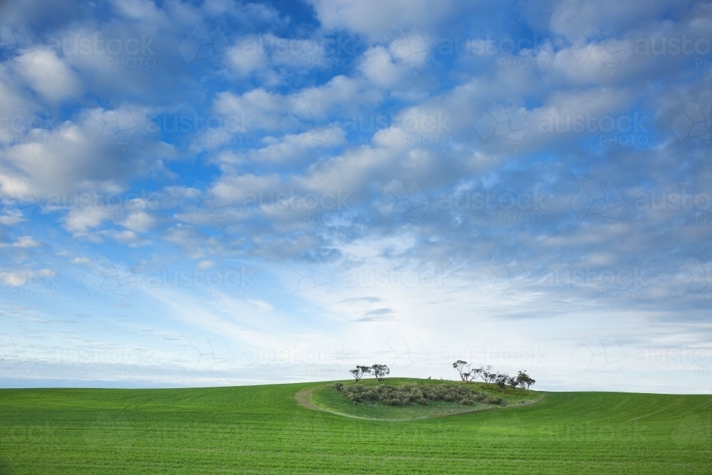 Island of remnant bush in green wheat field with cloud patterns in blue sky - Australian Stock Image