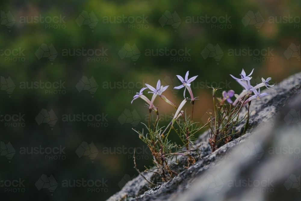 Isotoma axillaris, Australian Harebell growing on rock in country Victoria - Australian Stock Image