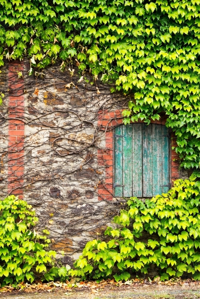 ivy covered stone wall with shuttered window - Australian Stock Image