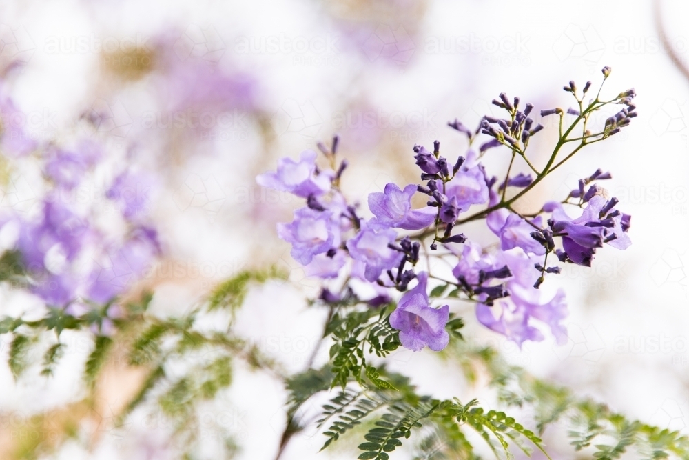 Jacaranda - Australian Stock Image