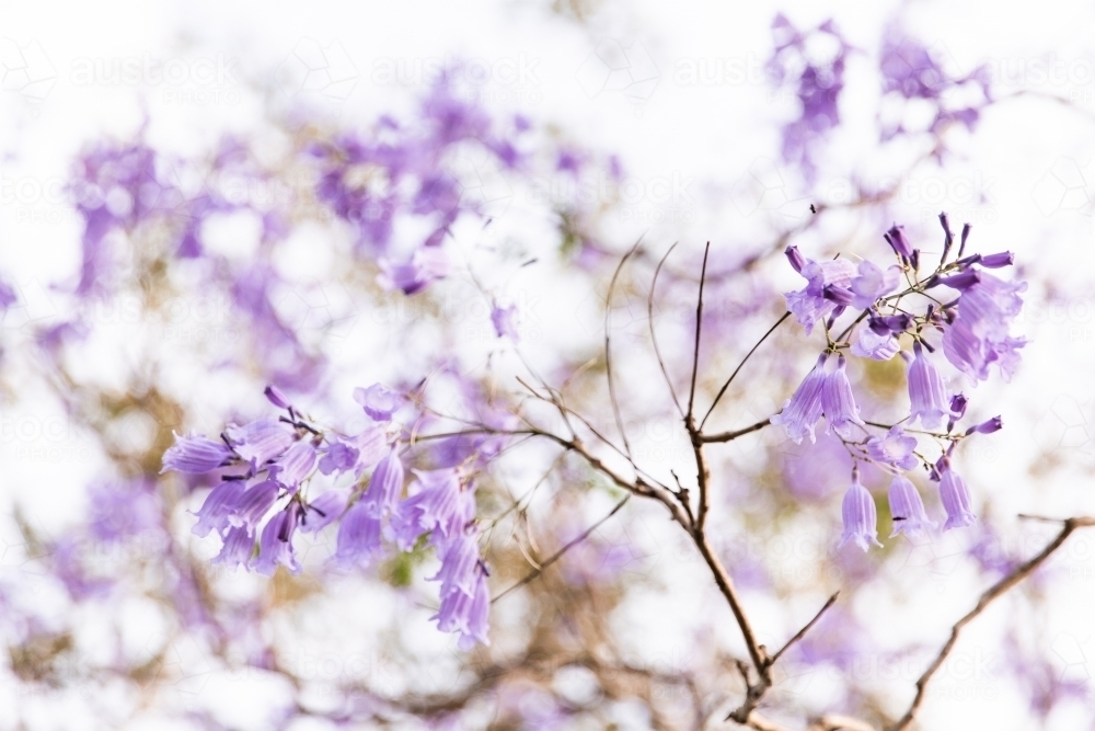 jacaranda blossoms - Australian Stock Image