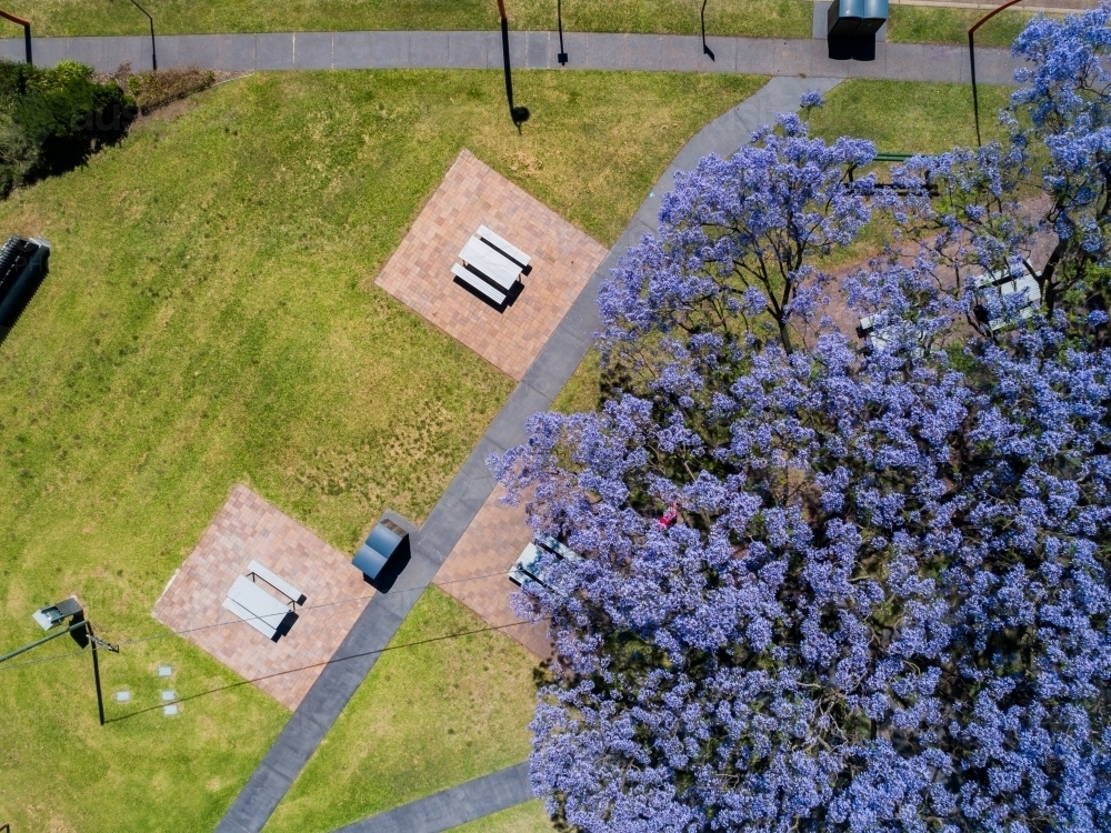 Jacaranda tree and park top down - Australian Stock Image