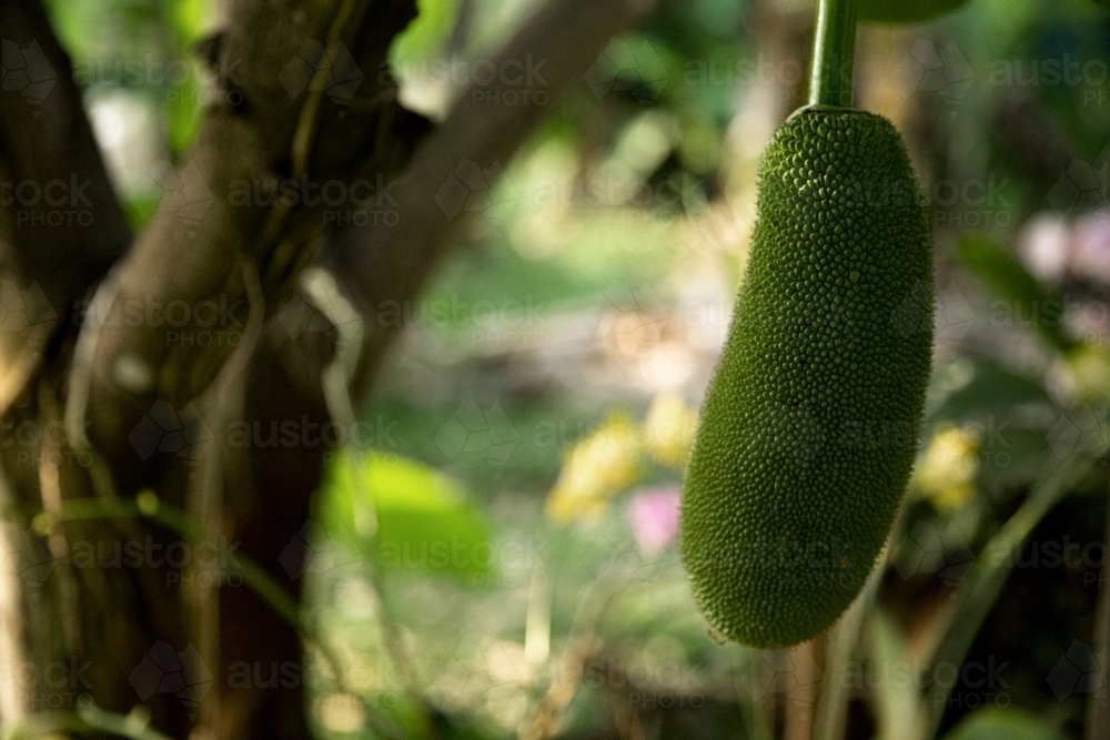 Jackfruit growing on a tree - Australian Stock Image