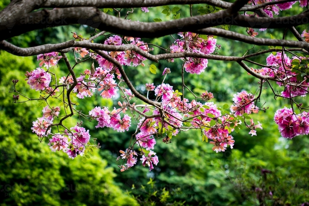 Image Of Japanese Cherry Blossoms Austockphoto