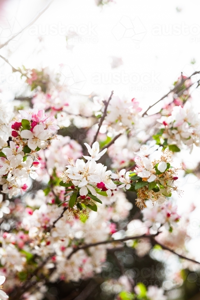 japanese flowering crabapple tree in full blossom in spring - Australian Stock Image