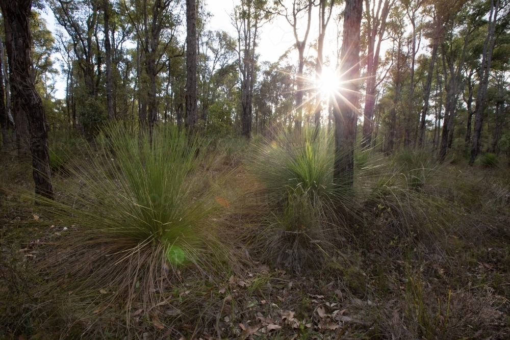 Jarrah forest with grass trees and sun flare - Australian Stock Image