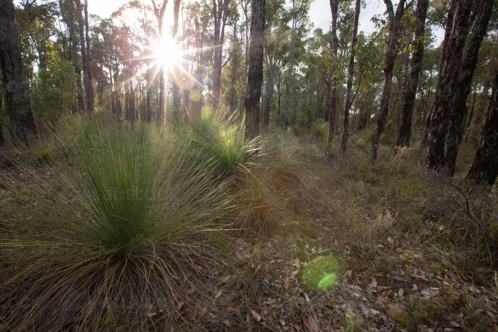 Jarrah forest with grass trees and sun flare - Australian Stock Image