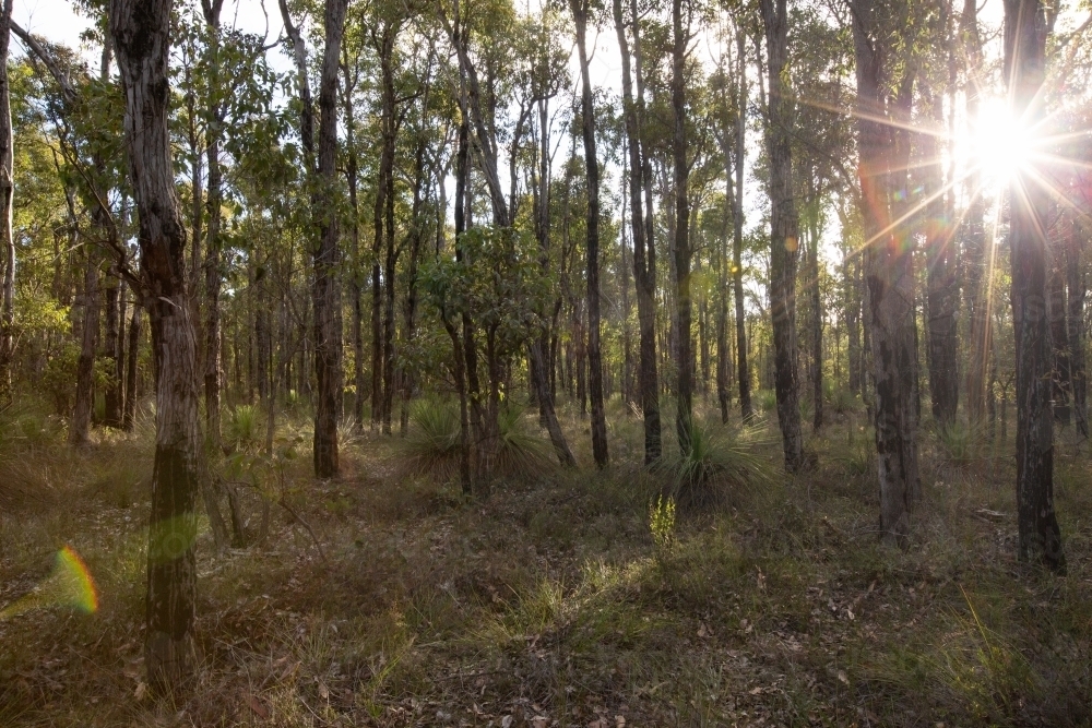 Jarrah forest with grass trees and sun flare - Australian Stock Image