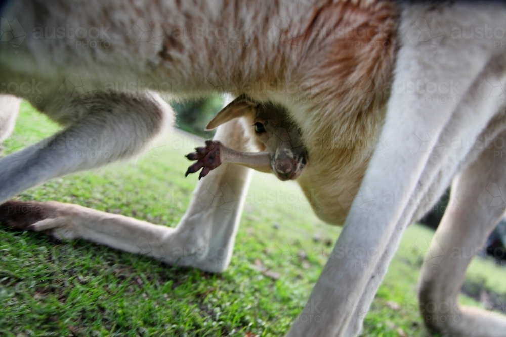 Joey kangaroo waving from pouch - Australian Stock Image