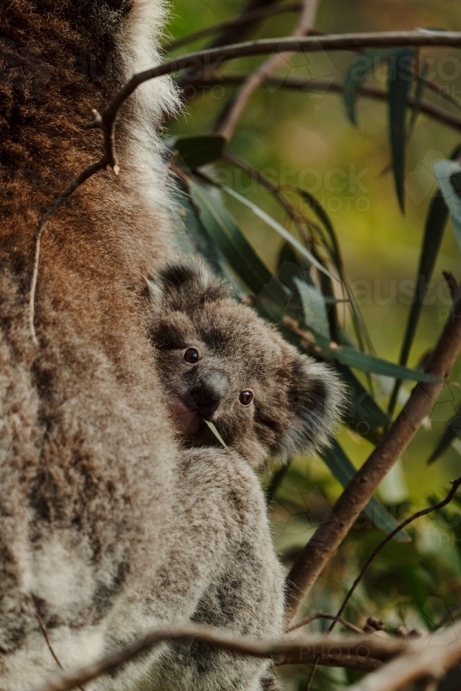 Joey koala peeking from behind mother in gum tree - Australian Stock Image