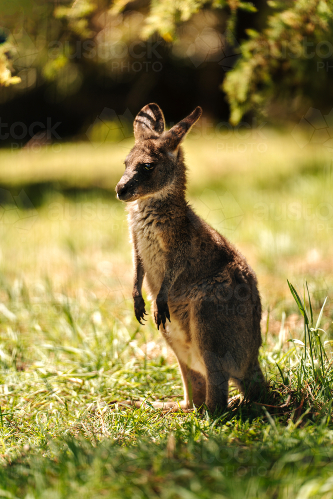 joey standing on a grassy field outdoors. - Australian Stock Image