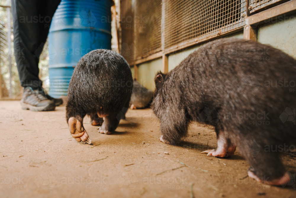 joey wombats walking on the ground at sanctuary - Australian Stock Image