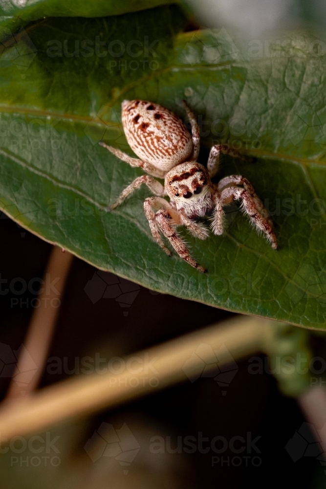 Jumping Spider From Above - Australian Stock Image