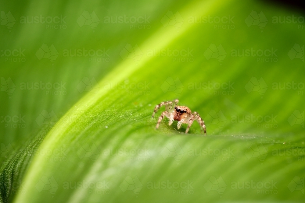 Jumping Spider on a Large Leaf - Australian Stock Image