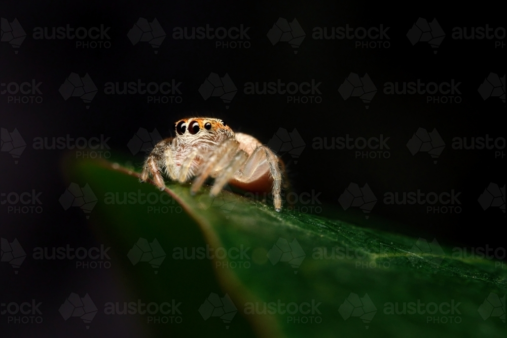 Jumping Spider on Dark Background - Australian Stock Image