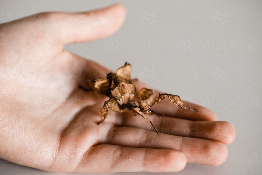 Juvenile Australian spiny leaf stick insect in a child's hand - Australian Stock Image