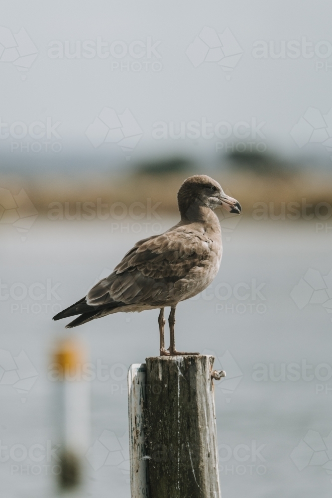 Juvenile pacific gull - Australian Stock Image