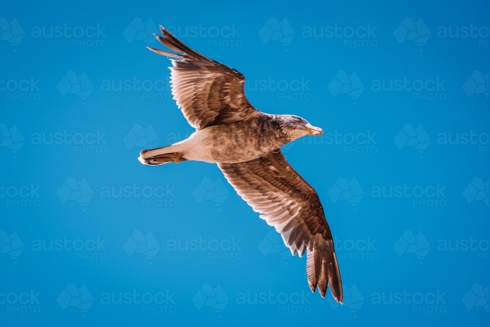 Juvenile Pacific Gull flying in blue sky - Australian Stock Image