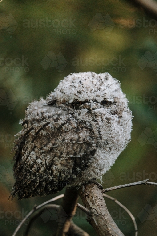 juvenile tawny frogmouth perched on branch - Australian Stock Image