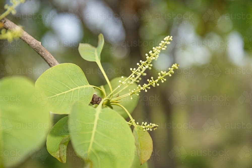 Kakadu Plum flowers - Australian Stock Image