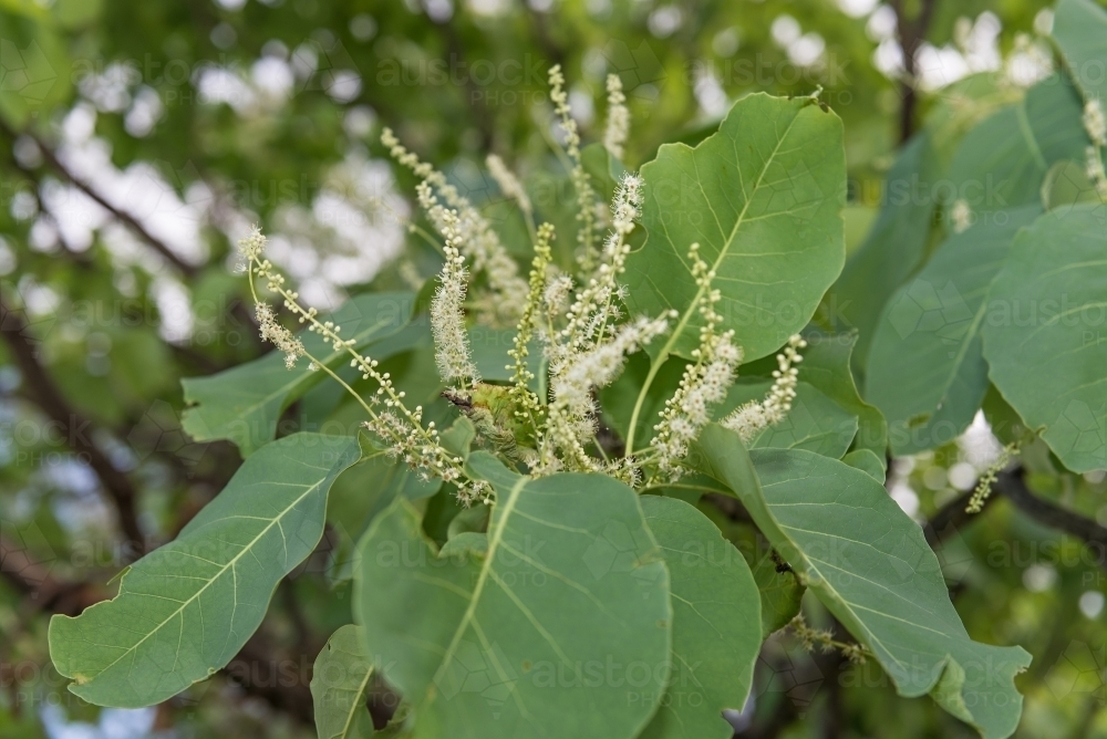 Kakadu Plum flowers - Australian Stock Image