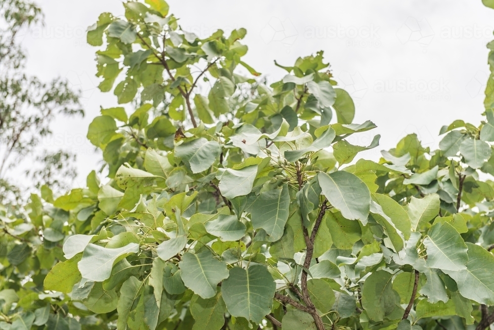 Kakadu Plum Tree - Australian Stock Image