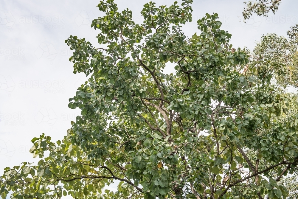 Kakadu Plum tree - Australian Stock Image