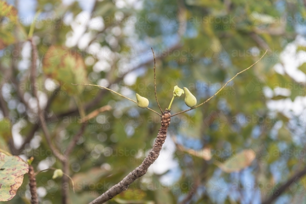 Kakadu Plum tree - Australian Stock Image