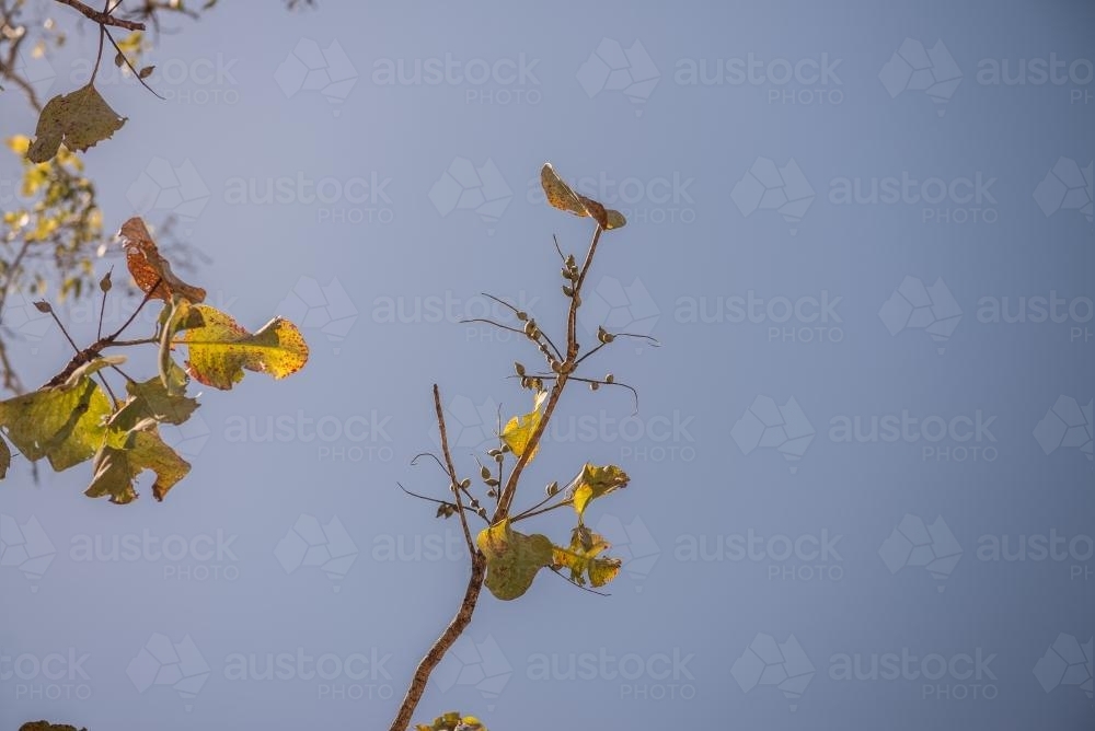 Kakadu Plums and blue sky - Australian Stock Image