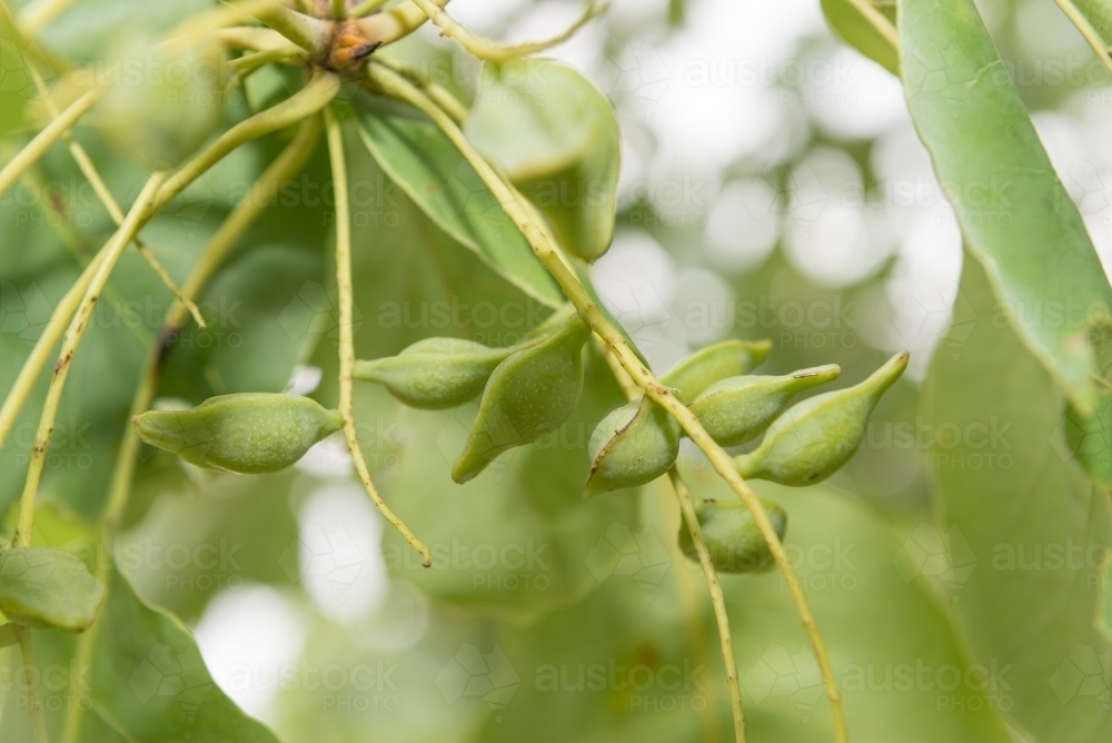 Kakadu Plums - Australian Stock Image