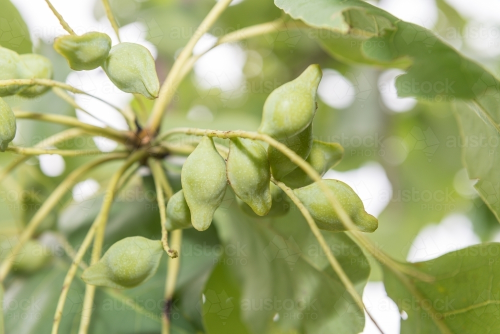 Kakadu Plums - Australian Stock Image