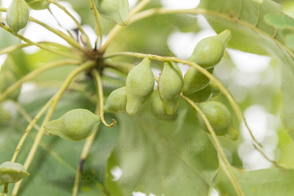 Kakadu Plums - Australian Stock Image