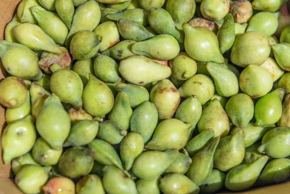 Kakadu Plums - Australian Stock Image