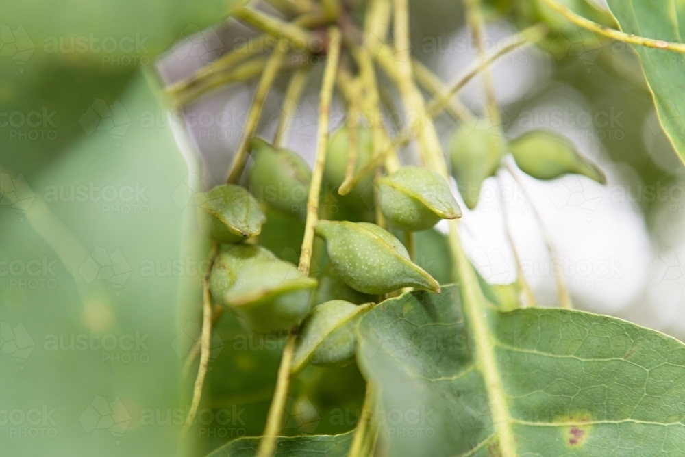 Kakadu Plums in tree - Australian Stock Image