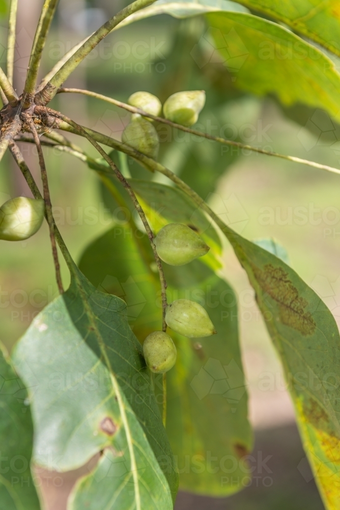 Kakadu Plums in tree - Australian Stock Image