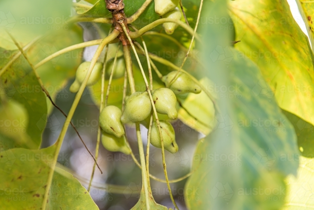 Kakadu Plums nearly ripe - Australian Stock Image