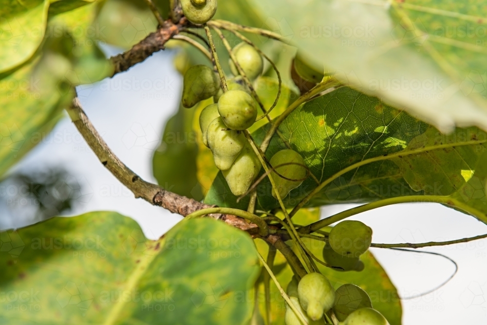 image-of-kakadu-plums-nearly-ripe-austockphoto