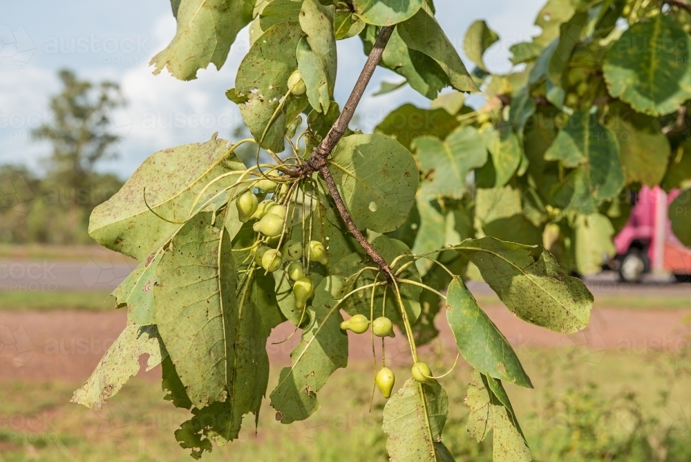 Kakadu Plums nearly ripe - Australian Stock Image