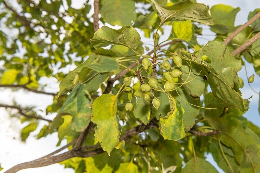 Image of Kakadu Plums nearly ripe - Austockphoto