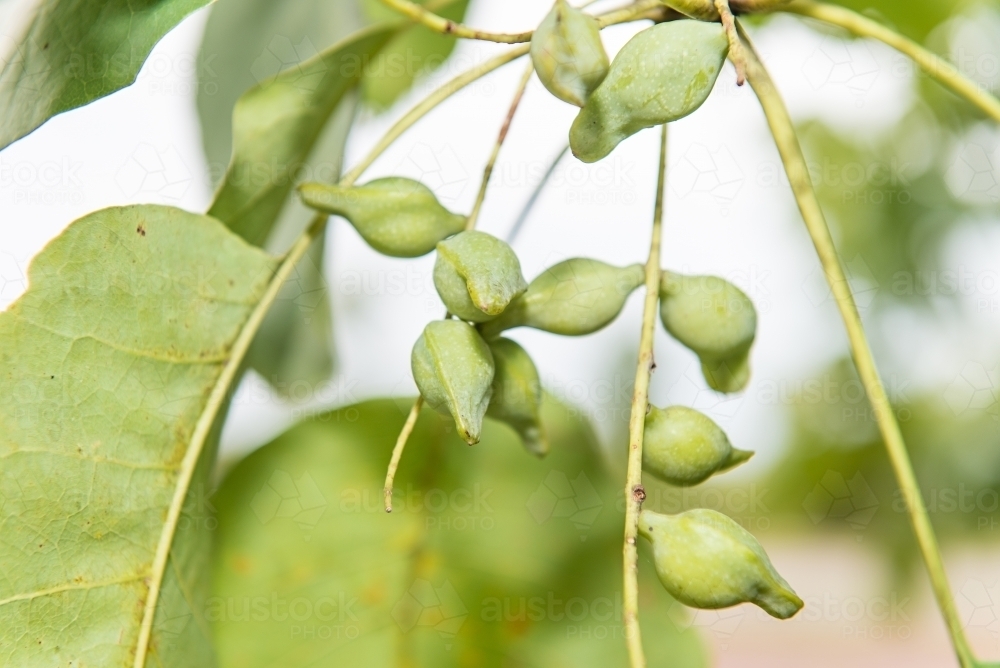 Kakadu plums not quite ready for harvesting - Australian Stock Image