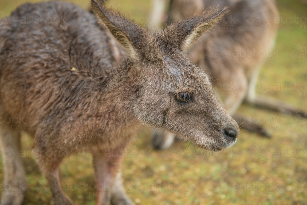 Kangaroo - close up - Australian Stock Image