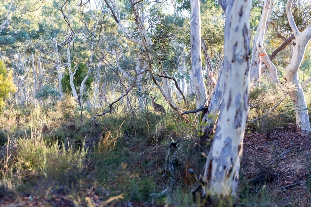 Kangaroo in Eucalyptus forest - Australian Stock Image